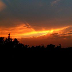 Silhouette of trees at sunset