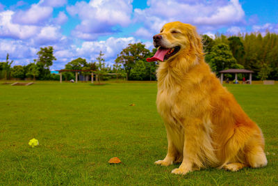 View of a dog on field