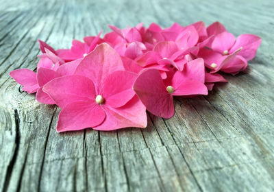 Close-up of pink flowers on wood