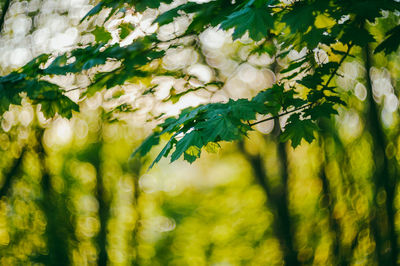 Close-up of fresh flower tree