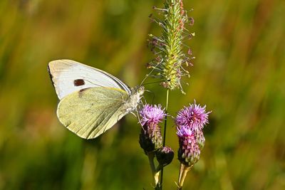 Close-up of butterfly pollinating on purple flower