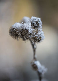 Close-up of frozen plant 