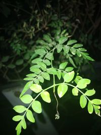 Close-up of leaves