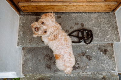 High angle view of a dog