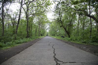 Road amidst trees in forest