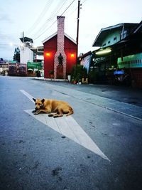 Cat relaxing on road in city