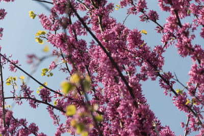 Low angle view of cherry blossoms against sky