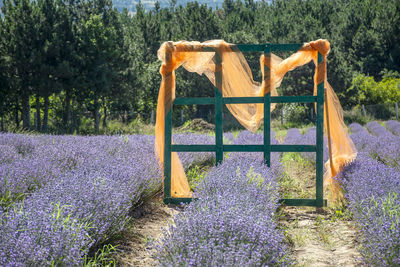 View of purple flowering plants on field