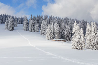 The beauty of winter on the snowy mountains. national park rodnei mountains - romania