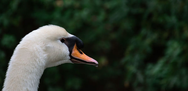 Close-up of swan