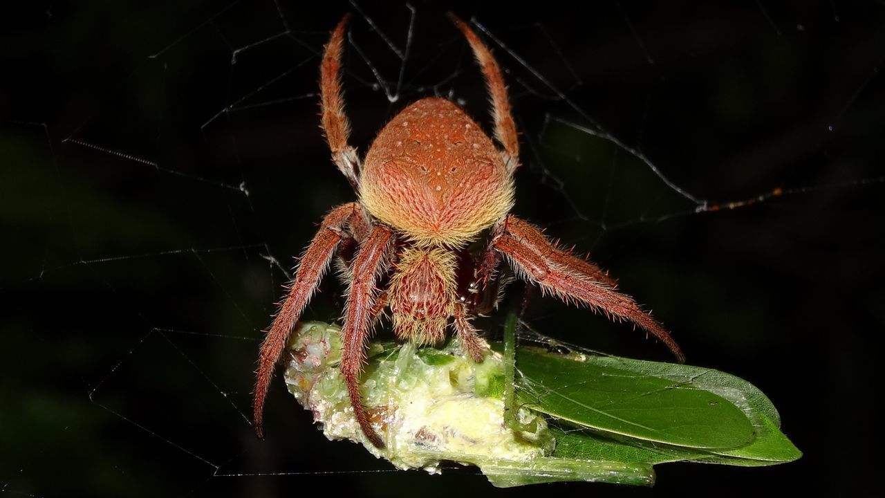 SPIDER ON WEB