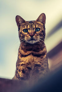 An aloof and haughty bengal cat sitting on a rooftop