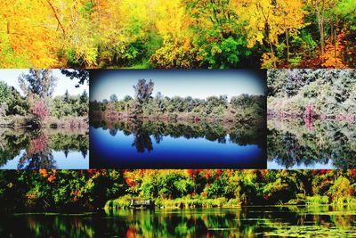 Reflection of trees in pond
