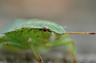 Close-up of insect on leaf
