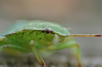 Close-up of shield bug 