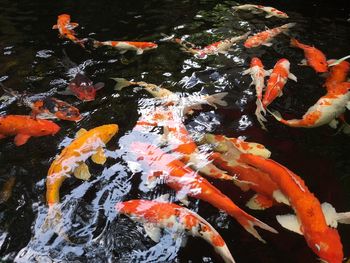 High angle view of koi carps swimming in pond