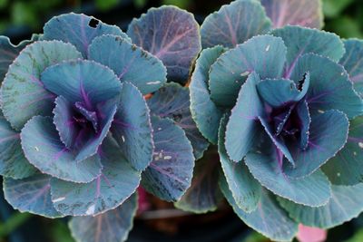 Close-up of purple flowering plant