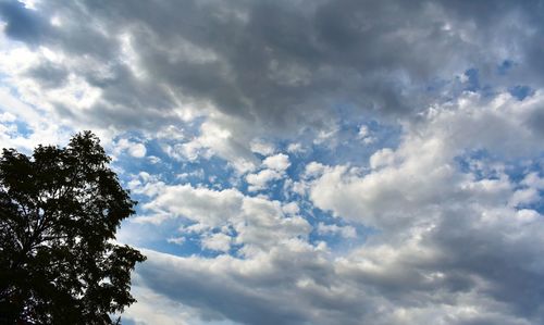 Low angle view of trees against sky