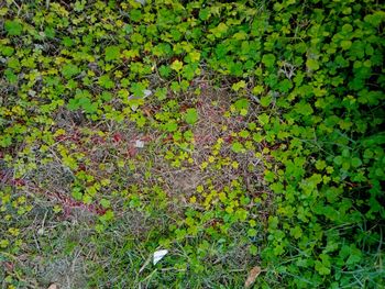 High angle view of purple flowering plants on land