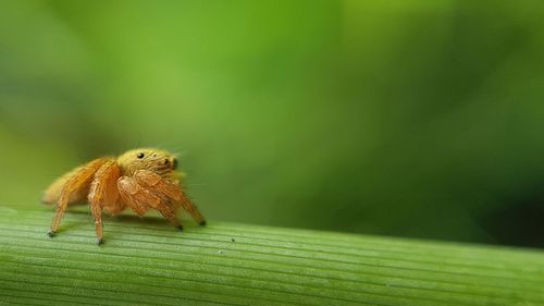 Close-up of lizard on leaf