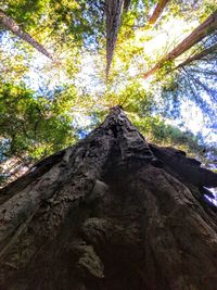 Low angle view of tree against sky