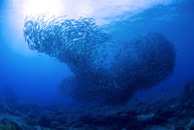 Fish swimming in sea