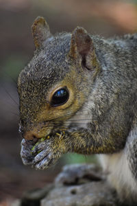 Close-up of squirrel