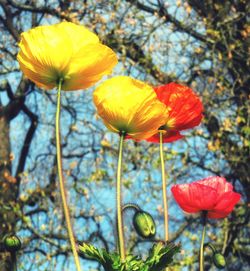 Close-up of flowers