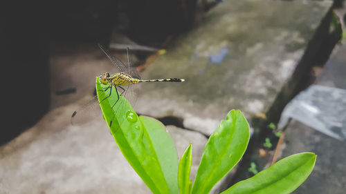 Close-up of insect on leaf