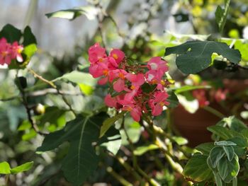 Close-up of pink flowering plant