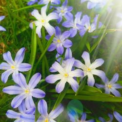 Close-up of purple flowers blooming in field