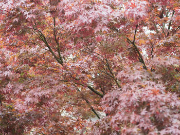 Low angle view of pink cherry blossom tree