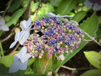 Close-up of purple flowering plant