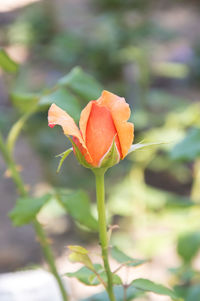 Close-up of orange rose flower