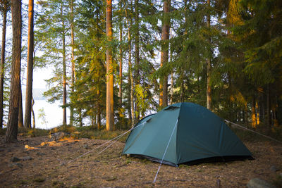 Tent by trees in forest 