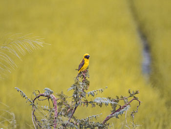 Close-up of bird perching on a plant