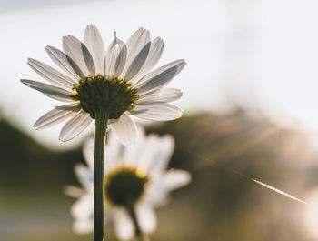 Close-up of white flowering plant