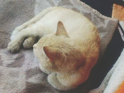 CLOSE-UP OF CAT SLEEPING ON FLOOR