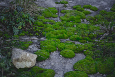 Close-up of fresh green plants in water