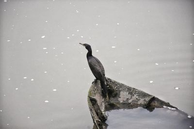 Bird perching on a lake