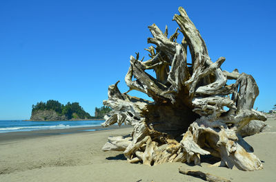 Driftwood on beach against clear blue sky