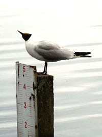 Seagull perching on wooden post