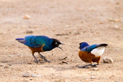 Birds on sand