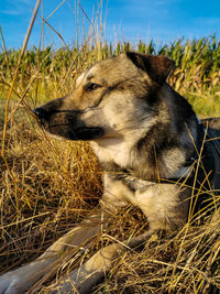 Dog standing on field