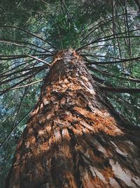 Low angle view of tree in forest