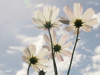 Low angle view of cosmos flowers blooming against sky