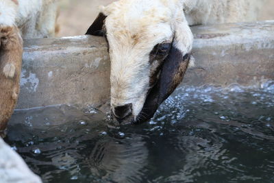 Close-up of sheep drinking water