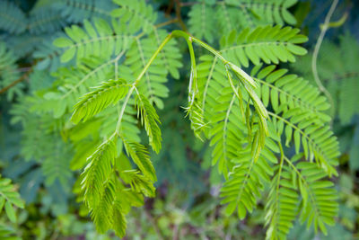 Close-up of leaves on tree