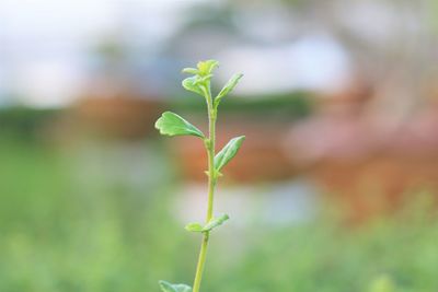 Close-up of plant growing on field