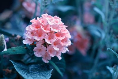 Close-up of pink flowering plant